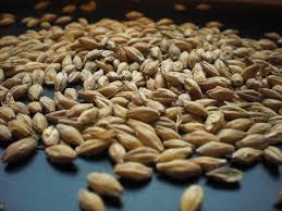 malted. Barley is most common.