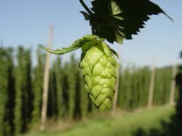 Hops: Wolf Among Weeds Female hop cones can be used fresh ( wet hop ), as dried