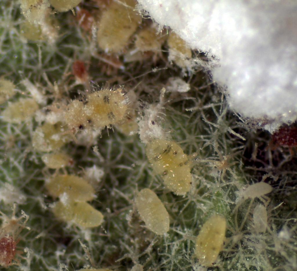 Figure 3: Coccidohystrix insolita nymphs.