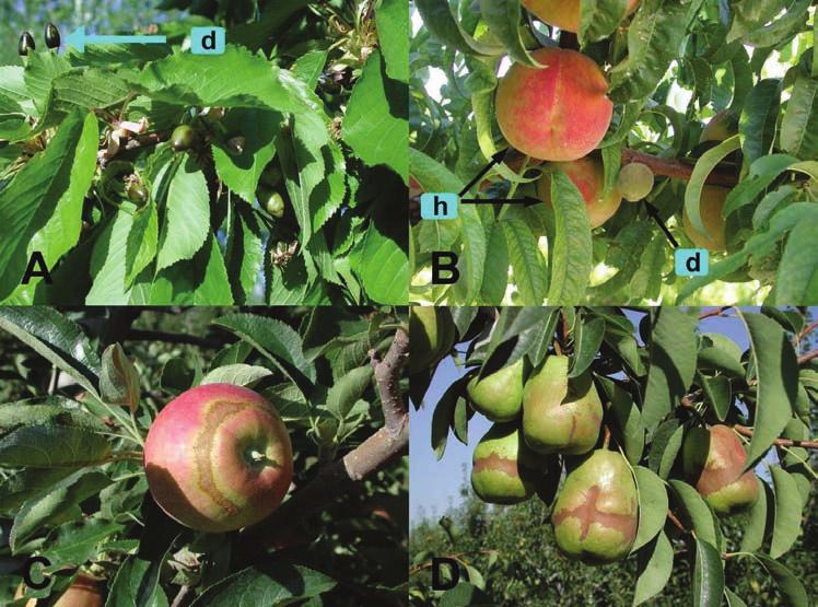 Figure 11: Late frost injury to young fruit. A. Sweet cherry: d = killed young cherry fruit. B. Peach: h = healthy, maturing fruit; d = damaged, non-maturing fruit. C. Apple with frost ring. D.