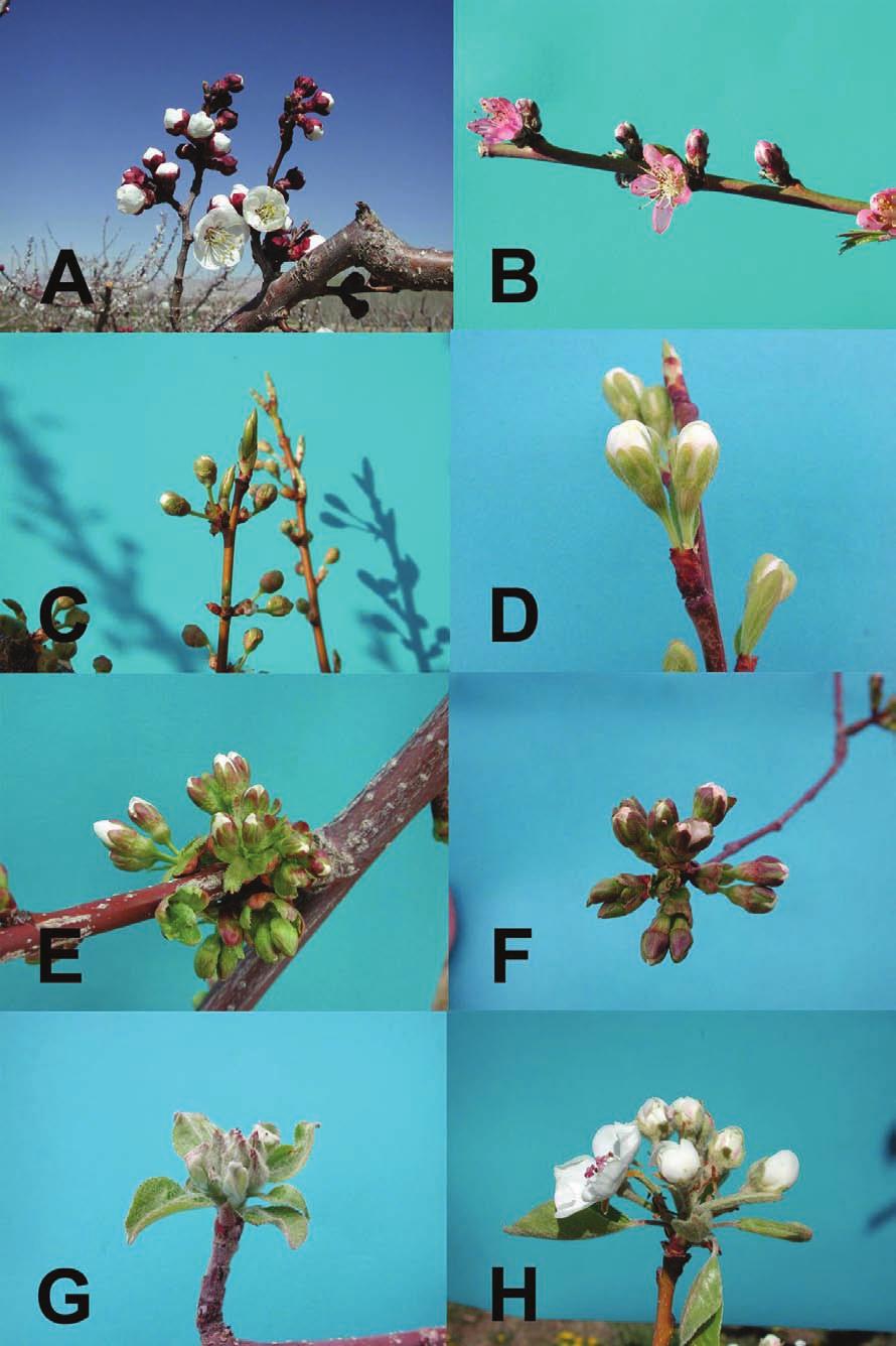 Figure 1: Fruit bud types.