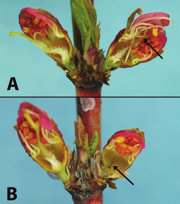 flower pistils and ovaries in 100 buds provides a good estimate of percentage crop loss.