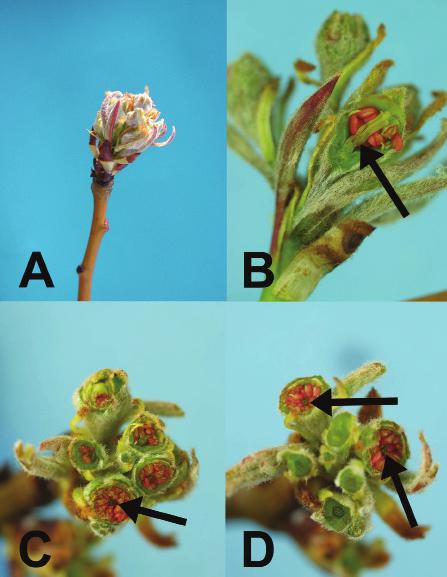 Researchers working on cryopreservation of fruit buds have noted that buds that are frozen before they have cold acclimated (i.e., Sept./ Oct/early Nov.