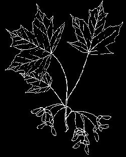 3. Maple Opposite leaves, 5-lobed, moderately lobed. Leaf underside pale green. Leaf edges not drooping.