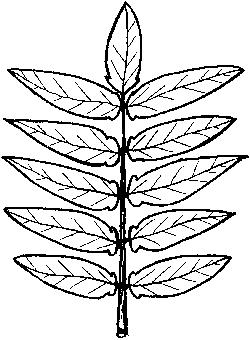 Tree-of-Heaven Ailanthus altissima ALTERNATE branching pattern. PINNATELY COMPOUND leaves with 10-41 leaflets with SMOOTH leaf margins. One or two TEETH are located at the base of each leaflet.