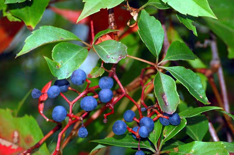 LEAVES Virginia Creeper berries are eaten by birds, mice, skunks, chipmunks, squirrels, cattle, and deer. The leaves provide cover for small animals.