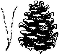 Virginia Pine Pinus virginiana LEAVES EVERGREEN leaves are twisted needles in bundles of 2.