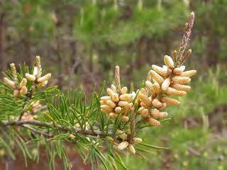 Virginia pine seeds are a food source for many small mammals and birds including bobwhites.