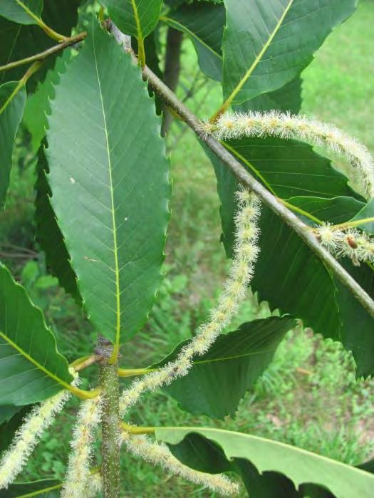 American Chestnut leaves are smooth and hairless on both sides, while Chinese Chestnut (planted for it s disease resistance) is fuzzy beneath. LEAF AND FLOWER Upland forest.