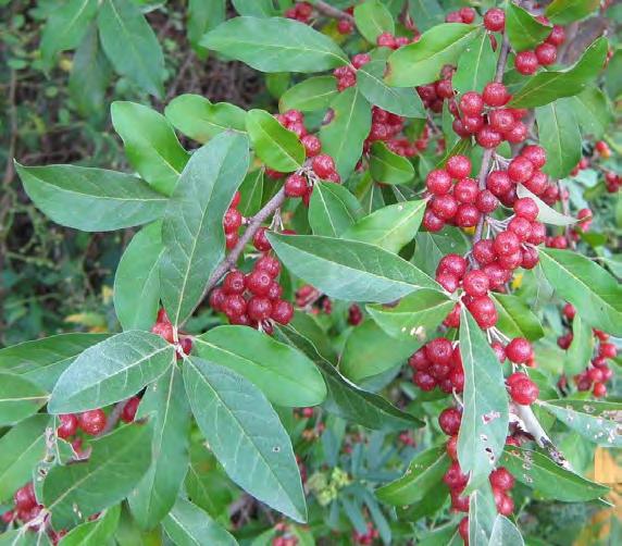 It is now an exotic invasive plant throughout the eastern half of the United States. LEAVES AND FRUITS LEAVES AND FLOWER Birds and other animals eat the fruits, however, they are low in nutrients.