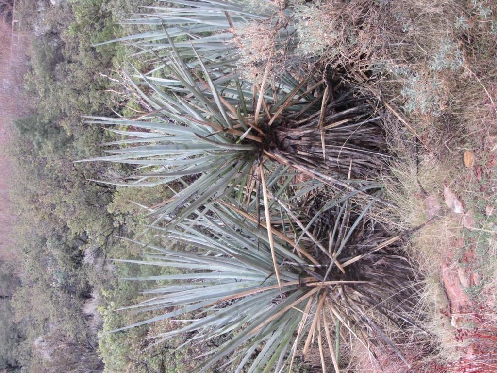 Mojave Yucca With trunk Yellow-green leaves Leaves channel moisture to center Leaf tip histamine