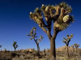 Joshua Tree Only found in Mojave Desert Slow growing, evergreen Leaves daggerlike with both