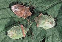 Large bugs Large bugs (adults approximately 1/2 inch ) have larger, stronger mouthparts and may continue to damage kernels until