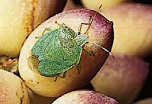 Our work can improve pest control decisions by describing seasonal periods when large bug feeding results in greater crop loss.