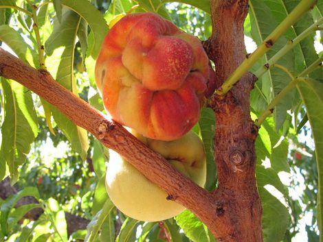 BMSB move in and out of different crops over the course of a season, therefore, it is useful to know whether other high risk crops and ornamentals are near your orchards when considering where to