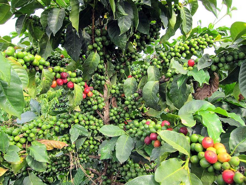 We buy direct from the source to guarantee quality, a fair price and to continually learn more about the coffee bean.