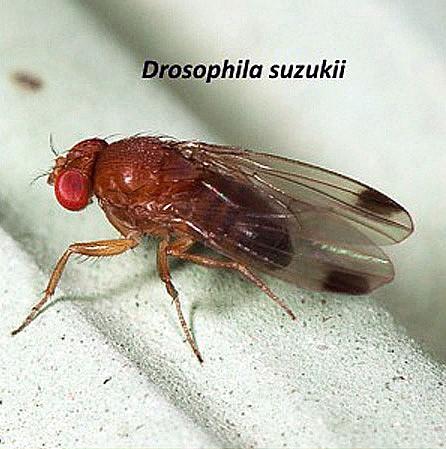 Spotted Wing Drosophila (SWD)
