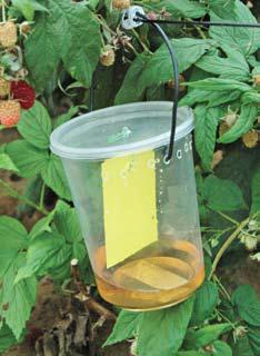 Monitoring Traps 32 ounce plastic cup with lid with several 3/16-3/8 inch holes drilled around the sides.