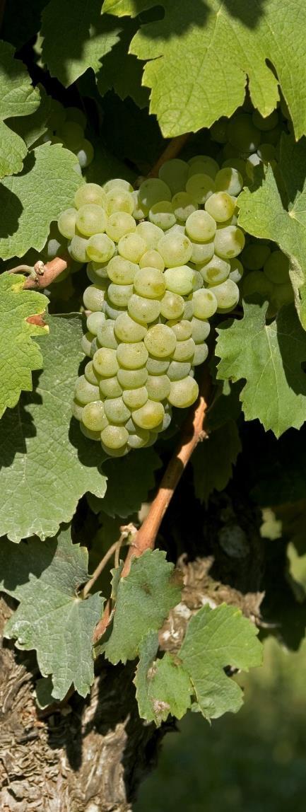About Armagnac Armagnac Grapes Ugni blanc : 55% Baco : 35% Colombard : 5%