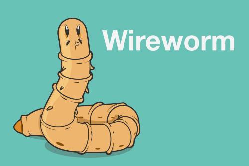Wireworm Wireworms are small slimy orange worm-looking creatures.