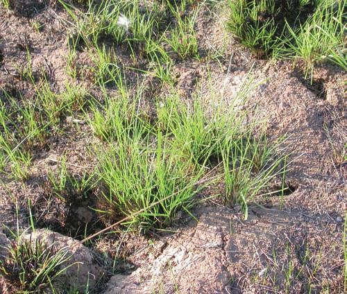 grazing pressure. As the plant matures, the leaves tend to droop. Under heavy grazing, plants can produce many shoots, resulting in wide, untidy tussocks.