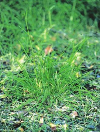 labillardierei Kangaroo grass Themeda triandra These