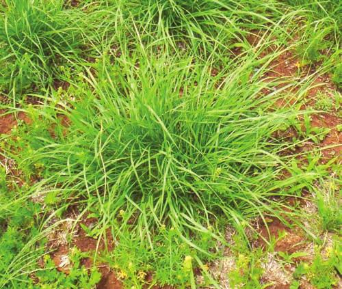 Chilean needle grass plant (DPI&F Queensland).