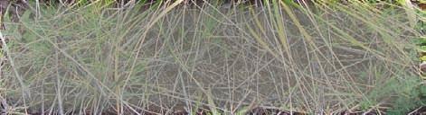 Features to distinguish Chilean needle grass from