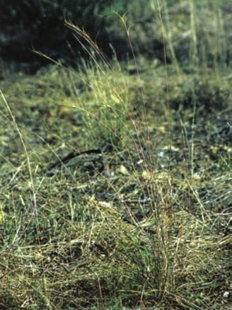 spear grasses (Austrostipa species), wheatgrass