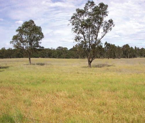 Native grasslands are one of Australia s most threatened ecosystems.