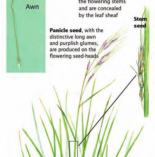 Panicle seed matures around one month after seed production begins, over the late spring and summer period (Nov Feb).