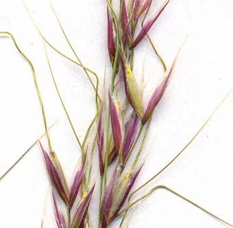 Mike Slay, Homelea Ltd. Panicle seed heads are a distinct purplish colour and have a nodding habit (Charles Grech, DPI Victoria). 1.