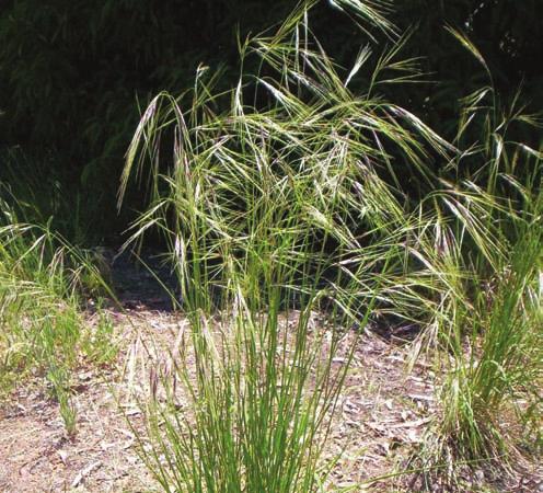 trichotoma) f Mexican feather grass (Nassella tenuissima) a b c d e f Other Nassella