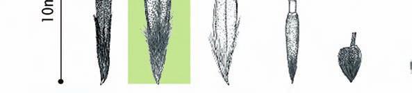 To distinguish the panicle seed of Chilean needle grass, compare the illustrations below: