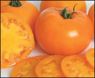 Adults will discuss preparation and storage techniques of tomatoes, including cleaning, cutting, peeling, cooking, and storing. 5. Adults will make and taste food that includes tomatoes.