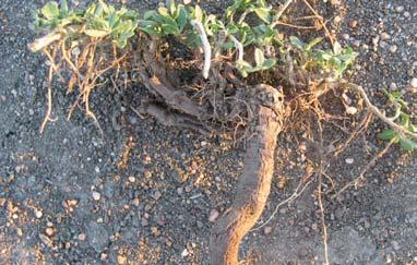 Lippia has a very thick central taproot with fibrous secondary roots.