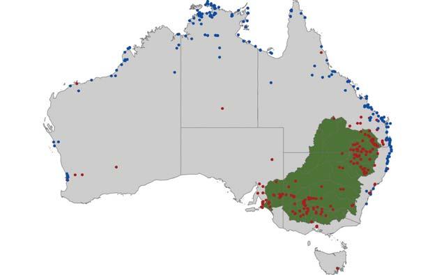 Current and potential distribution of lippia in Australia P. canescens has been present in Australia since at least the 1920s.