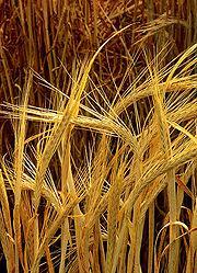 Less Popular Grains Barley Barley contains all eight amino acids