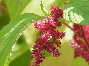 Uncommon Grains Amaranth have a 30% higher protein value than other