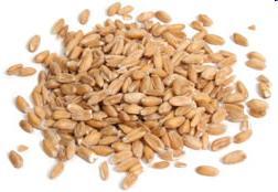 Wheat Types Common Wheat: used for flour Durum Wheat: type of wheat with high protein and gluten contents Semolina: Endosperm only of