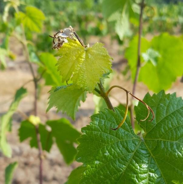 Even the second year vines in our Teaching Vineyard are still looking fairly healthy, but if we don t get some rain pretty soon, we re going to have to fire up the irrigation system.