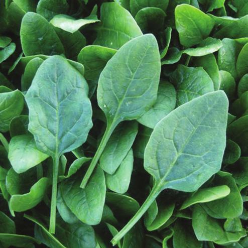 Spinach (bunching) Black Glove 10 (Babyleaf/Bunching) High Resistance: Pfs:1-11,15 Intermediate Resistance: 12,14 BLACK GLOVE 10 is a dark green and slightly savoyed, vigorous growing spinach.