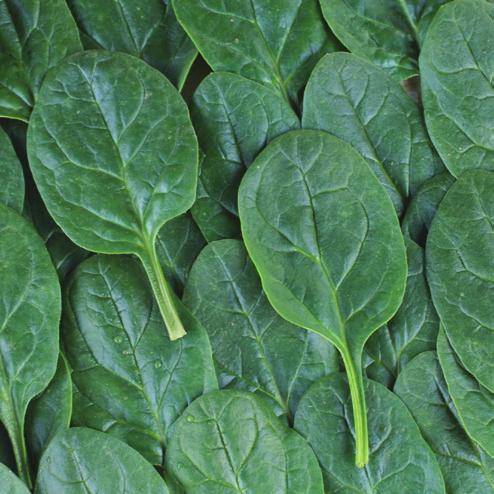 Recommended for sowing in late autumn, winter and early spring, BLACK GLOVE 10 has Downy Mildew (Pfs) resistance and is a market leader for the bunching market and suitable for babyleaf if cut