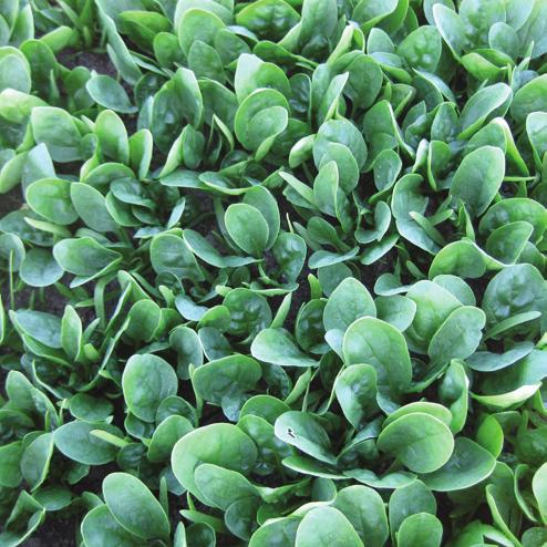Snowspire (Babyleaf/Bunching) High Resistance: Pfs:1-13,15,16 Intermediate Resistance: 14 SNOWSPIRE is an early maturing, winter type spinach that is suitable for both babyleaf and bunching with an