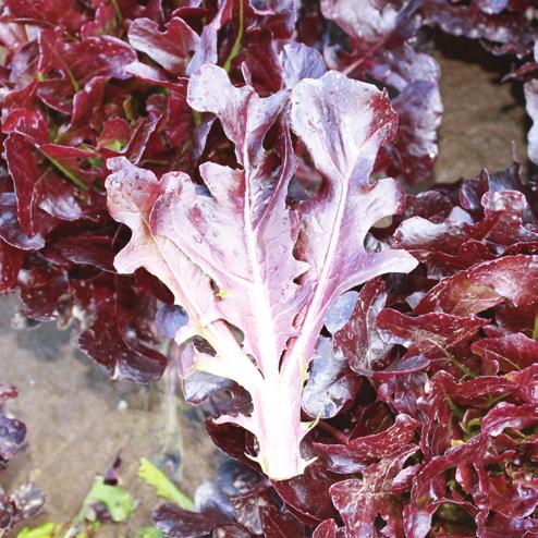 The colour on the leaf tip is red and at the leaf base it is a contrasting green. The leaf segments can be used in a mix to give a full salad from one plant.