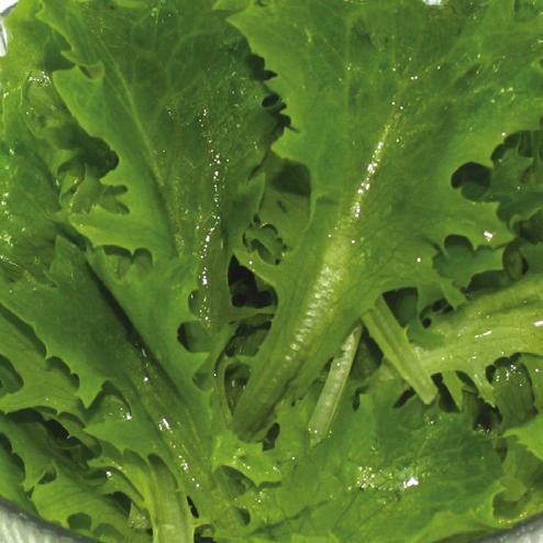 It has resistance to Downy Mildew (BI), Currant Lettuce Aphid (Nr) and Lettuce Mosaic Virus (LMV).