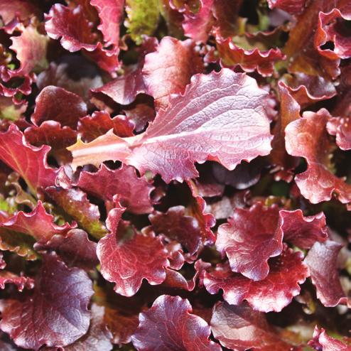It has resistance to Downy Mildew (BI) and Currant Lettuce Aphid (Nr). Folko (trial) FOLKO is a red Lollo Rosso or red Coral with an intense dark red colour.