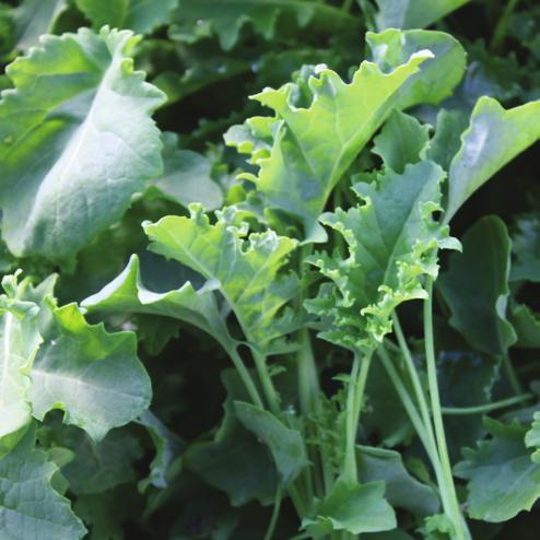 Red Russian RED RUSSIAN is a tall, uniform, upright babyleaf kale with a frilly, serrated, green leaf and red stem and veins.