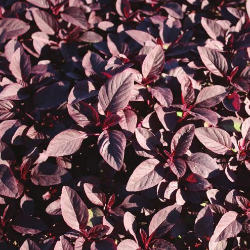 Baby Scarlette (Beet) BABY SCARLETTE is a smooth-leaved beet introduced by SPS for year-round babyleaf use.