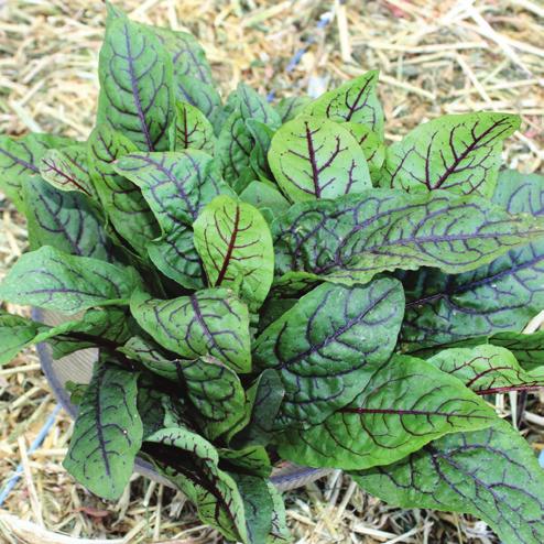Suitable for the babyleaf market, ROYAL RED is used mainly for salad mix production. This variety offers good vigour for winter production.